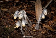贵州发现罕见幽灵之花:不含叶绿素 无法光合作用-紫竹林-程序员中文网