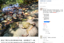 女子自曝在上海公园放生外来物种美国牛蛙 官方:很难捕捞-紫竹林-程序员中文网