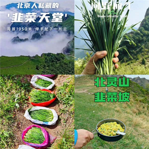 北灵山“花式”割韭菜 图片来源:北京晚报