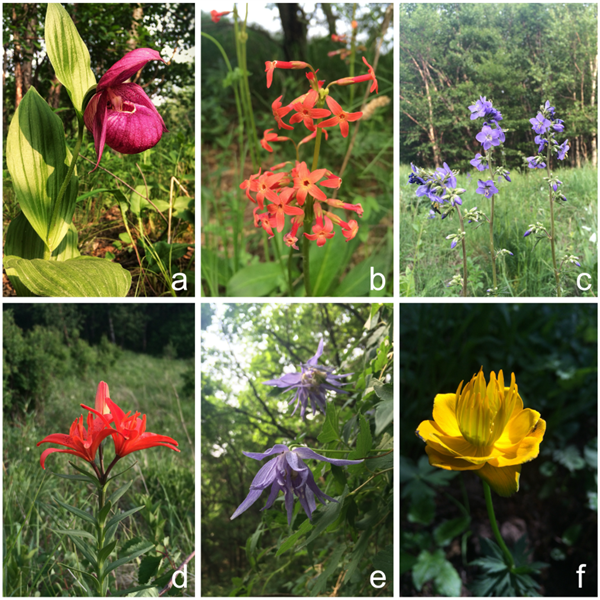 华北高山草甸的野花 大花杓兰(a)、胭脂花(b)、花荵(c)有斑百合(d)、长瓣铁线莲(e)、金莲花(f)图片来源:作者