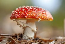 今年第一批吃菌子中毒的人出现了:小伙出现幻觉 隔空抓物-紫竹林-程序员中文网
