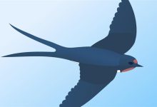 大量燕子滞留 它们为啥来不及南飞：原因揭开-紫竹林-程序员中文网