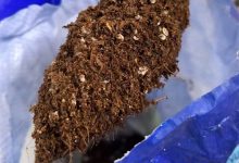 阳台种菜9种重金属超标 网销百万的“营养土”竟是建筑垃圾-紫竹林-程序员中文网