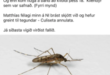 超级耐寒：冰岛史上首次发现野生蚊子-紫竹林-程序员中文网