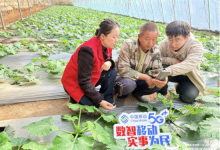 智慧农业篇丨“塞上菜篮”装上“智慧大脑” 宁夏移动数智赋能沙坡头蔬菜产业焕新升级-紫竹林-程序员中文网
