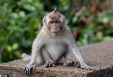 美国实验用猴又跑了：被指携带病毒 具有攻击性-紫竹林-程序员中文网