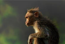 男子黔灵山扇猴脸被猴子飞踹 园方:不要逗猴子-紫竹林-程序员中文网