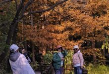 国家植物园进入彩叶最佳观赏期，橙红色水杉林上演秋日童话-紫竹林-程序员中文网