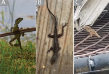 “海盗蜥蜴”只靠三条腿闯荡世界 断肢后依旧行动敏捷-紫竹林-程序员中文网