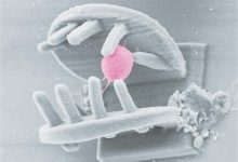 中国科学院团队打造3D手型微纳机器人-紫竹林-程序员中文网