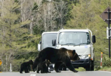 又有熊杀人事件！日本登山者遗体全身抓痕疑遭熊袭击-紫竹林-程序员中文网