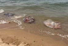 男子酒后骑摩托车压到洒落海蜇打滑摔死 法院判定4方过错-紫竹林-程序员中文网