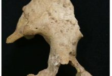 古 DNA 测序揭示秦始皇祖母陵墓出土长臂猿为灭绝新物种-紫竹林-程序员中文网