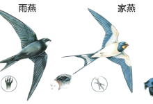 燕子过冬的“南方”到底在哪 为什么要长途迁徙呢-紫竹林-程序员中文网