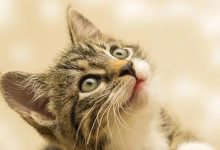 亲人可爱，黏人活泼｜萌宠寻人启事163期-紫竹林-程序员中文网