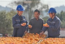 柿红里的产业振兴密码-紫竹林-程序员中文网