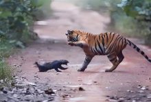 “平头哥”挑战两只老虎！为何蜜獾无所畏惧 它的战力究竟咋样-紫竹林-程序员中文网