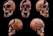 科学家以 DNA 破解 700 年前王室谋杀案,还原 1272 年暗杀现场-紫竹林-程序员中文网