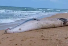 一头鲸鱼在海南沙滩搁浅 体长12.2米 重5-6吨 当地：发现时已死亡-紫竹林-程序员中文网