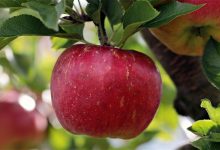 淄博苹果哥火了:各地商贩纷纷模仿摆苹果-紫竹林-程序员中文网