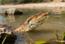 印度发现史前巨蛇化石: 长达15米 超过霸王龙-紫竹林-程序员中文网