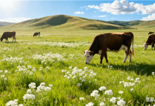 为打赏女主播当榜一大哥 男子盗卖邻居家10头牛-紫竹林-程序员中文网