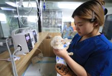 “吸睛”又“吸金”　千亿宠物经济赛道火热-紫竹林-程序员中文网