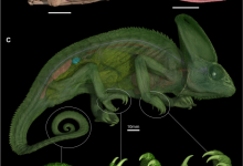 科学家破解变色龙两千年来 360° 视野秘密:“独立转动双眼”螺旋状视神经是关键-紫竹林-程序员中文网