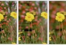 影响照片景深（虚化程度）的 5 个因素-紫竹林-程序员中文网