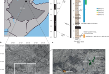 350 万年前两种古人类共存：新化石揭示早期人类多样演化路径-紫竹林-程序员中文网