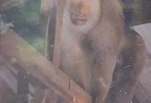 泰国63岁老人家中遭野生猕猴攻击：被咬几十口不幸身亡-紫竹林-程序员中文网