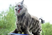 眼睛闪着红光、90分贝噪音 日本多地用“机器狼”驱赶熊-紫竹林-程序员中文网