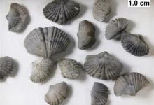 曾统治海底2亿年的腕足动物 为什么如今“拉到家”-紫竹林-程序员中文网