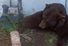 肚子都贴到地上了！美国男子发现自家地下室被一头巨熊霸占-紫竹林-程序员中文网