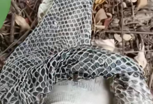 采药人山间偶遇5米长巨型蛇蜕：没敢拿回家-紫竹林-程序员中文网