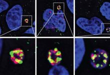 破解数十年谜题：科学家首次破解癌症耐药性谜题，锁定染色体碎裂“元凶”-紫竹林-程序员中文网