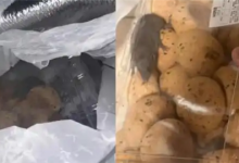 山姆致歉“麻薯盒内有活老鼠”:初步判断在取货点放置期间 被周边虫害偶然侵入所致-紫竹林-程序员中文网