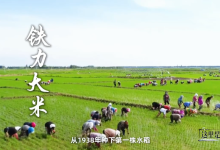 东北老铁力荐的铁力大米,凭什么粒粒不凡?-紫竹林-程序员中文网