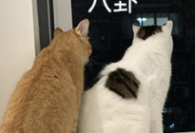 吉利系 AI 终端进展曝光：首月速成 200 人团队，挖遍华为小米荣耀-紫竹林-程序员中文网