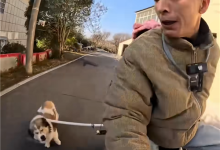 骑车怕被狗追?男子发明车载打狗棒 网友:实用又搞笑-紫竹林-程序员中文网