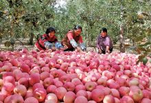 岁月“静”好 “宁”果盈香-紫竹林-程序员中文网