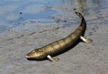 人类的脚趾头到底有啥用？长一点好还是短一点好？-紫竹林-程序员中文网