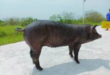 破解育种难题让四川土猪“长得更快、肉质更优”-紫竹林-程序员中文网