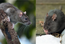 老鼠是不是要进化出獠牙了！欧洲老鼠已学会空中捕猎-紫竹林-程序员中文网