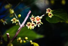 国家植物园早花蜡梅悄然绽放,本周五或将上演踏雪寻“梅”-紫竹林-程序员中文网