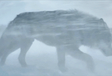 57.1%的人分不清真假!Runway新视频模型太爆炸-紫竹林-程序员中文网