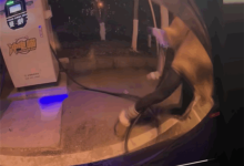 沈阳一女车主给电车充电 结果被充电线缆“打了一顿”-紫竹林-程序员中文网