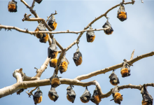 印度捕获9蝙蝠 1只有尼帕病毒抗体-紫竹林-程序员中文网