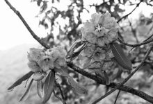 他们揭示高山植物演化密码-紫竹林-程序员中文网