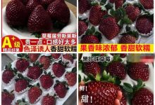 草莓界“爱马仕”部分产自大葱“老家”，成熟期长暂难规模化种植-紫竹林-程序员中文网